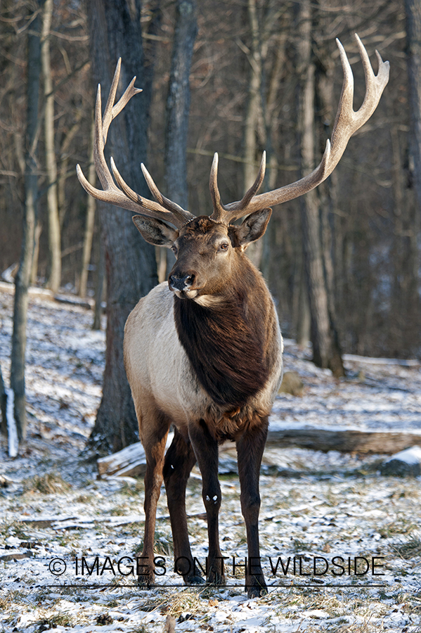 Rocky Mountian Elk in habitat.