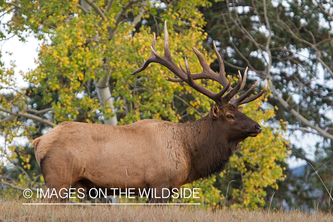 Rocky Mountain Bull Elk in habitat.