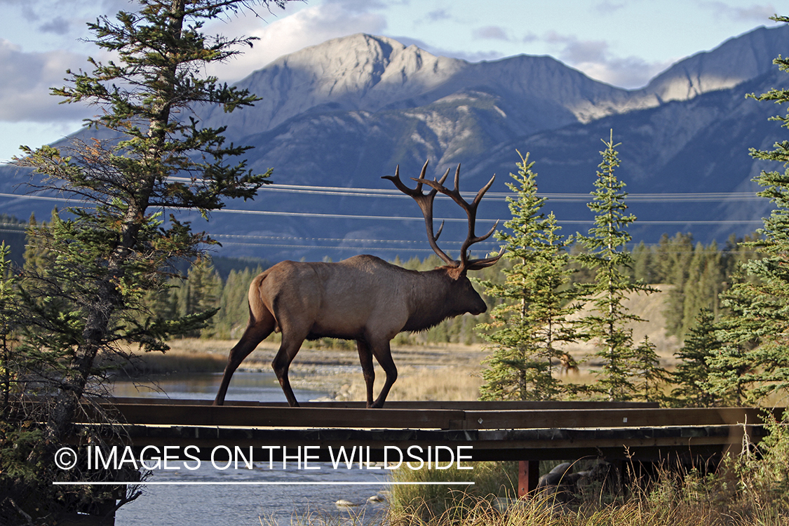 Rocky Mountain Bull Elk in habitat.