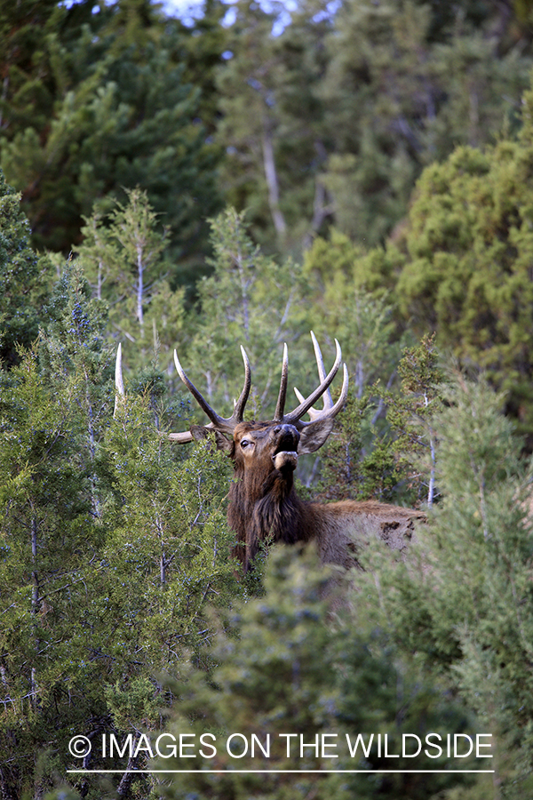 Rocky Mountain Bull Elk bugling in habitat.