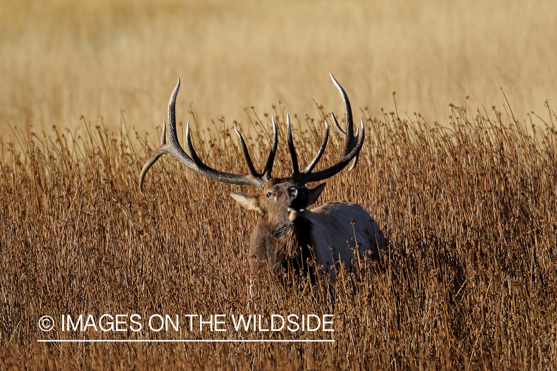 Elk laying in field bugling.