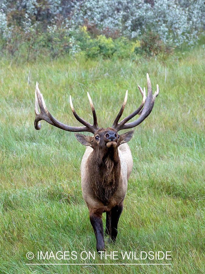 Bull elk in autumn habitat.