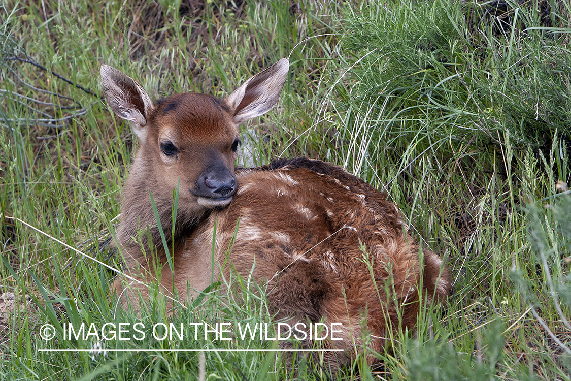 Elk calf laying in grass.