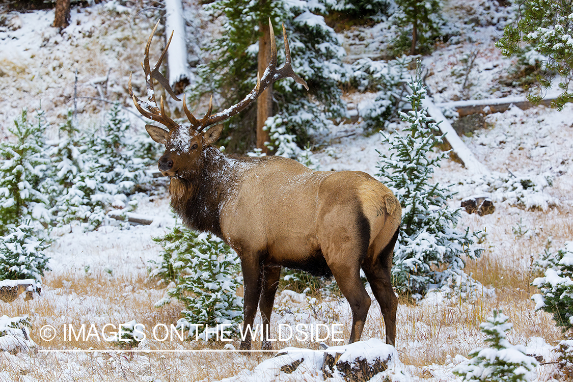 Rocky Mountain Elk in field.