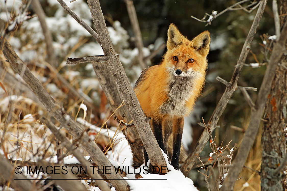 Red Fox in winter habitat.