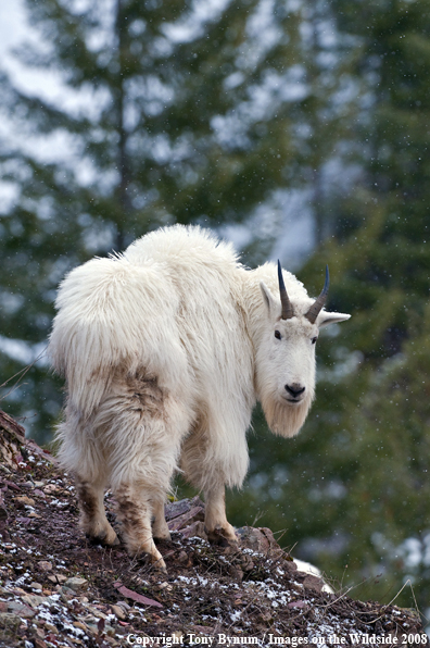 Billy Mountain Goat