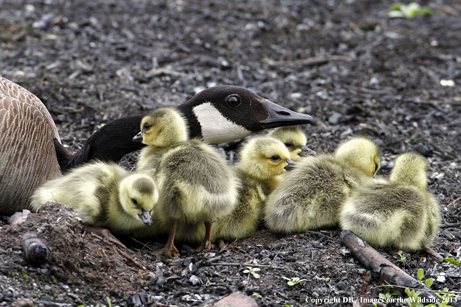 Goose with goslings.