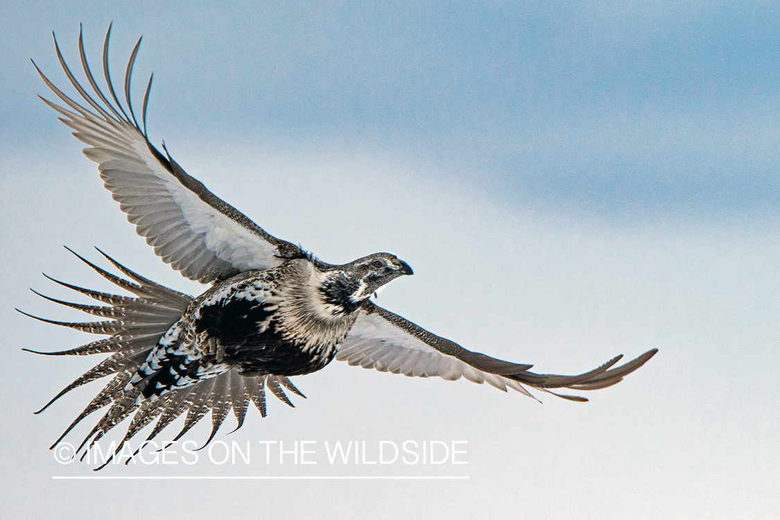 Male sage grouse in flight.