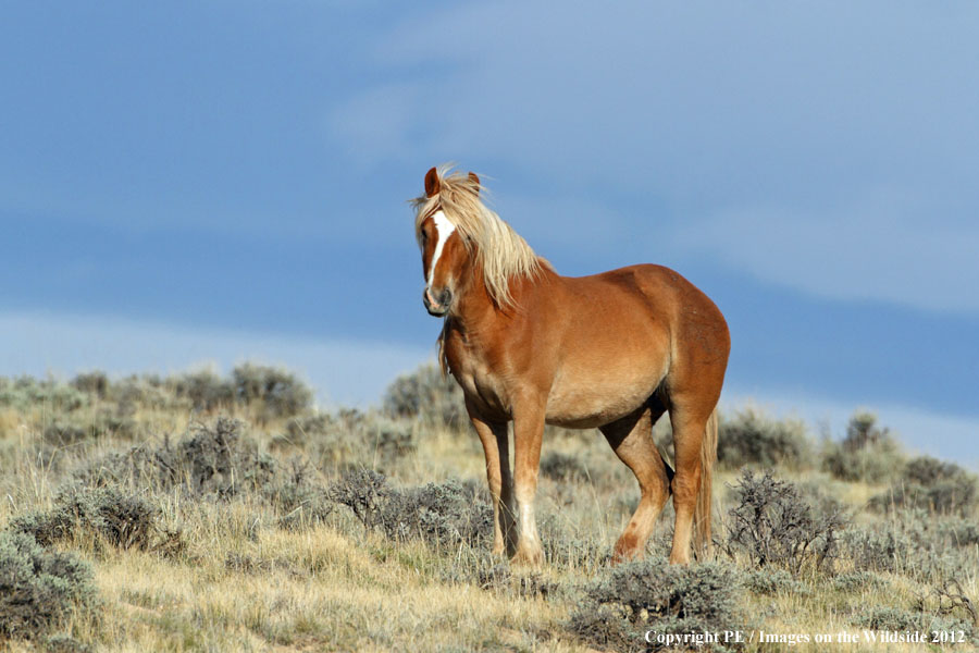 WIld Horse in habitat.