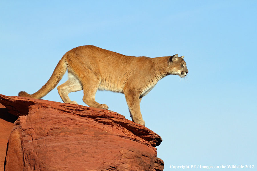 Mountain Lion in habitat.