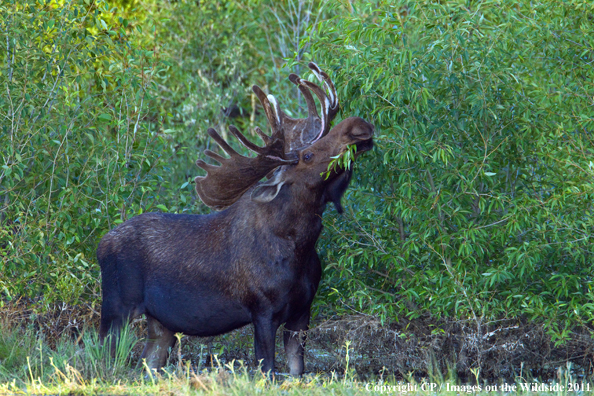 Shiras Moose eating. 