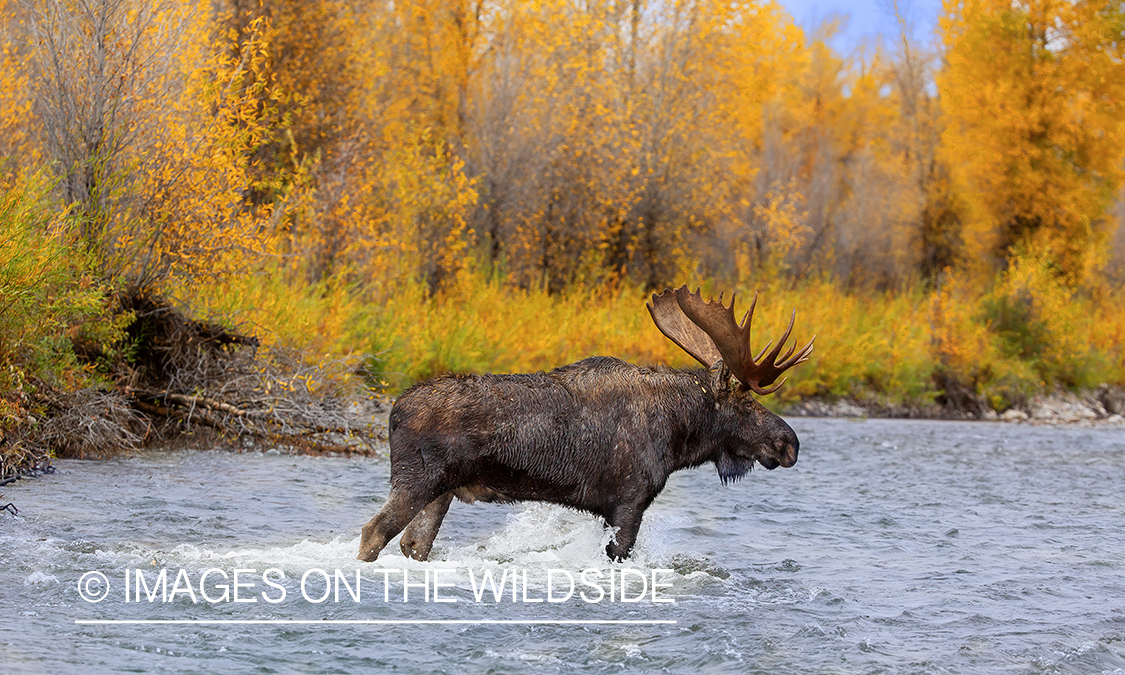 Bull moose in river.