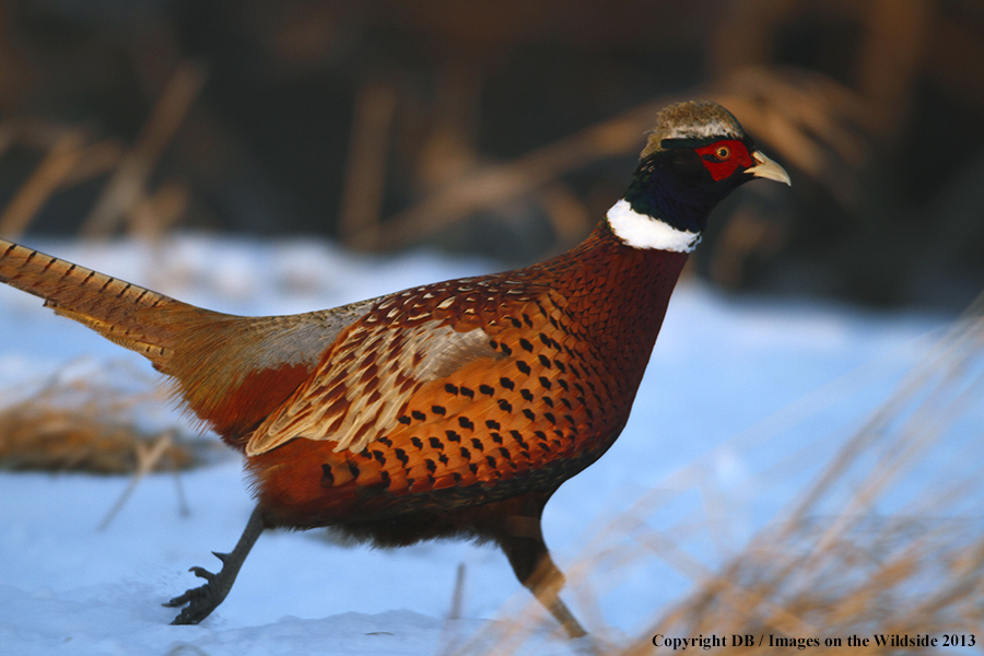 Ring-necked pheasant in field.