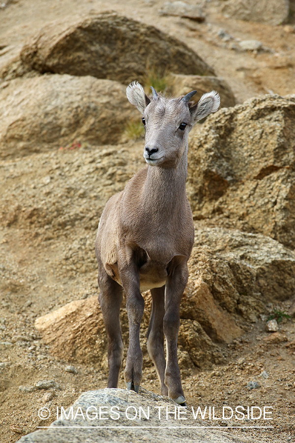 Rocky Mountain Bighorn Sheep yearling in habitat. 