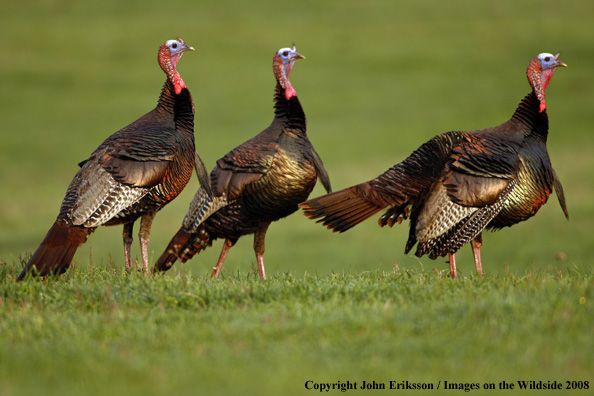 Eastern Wild Turkeys