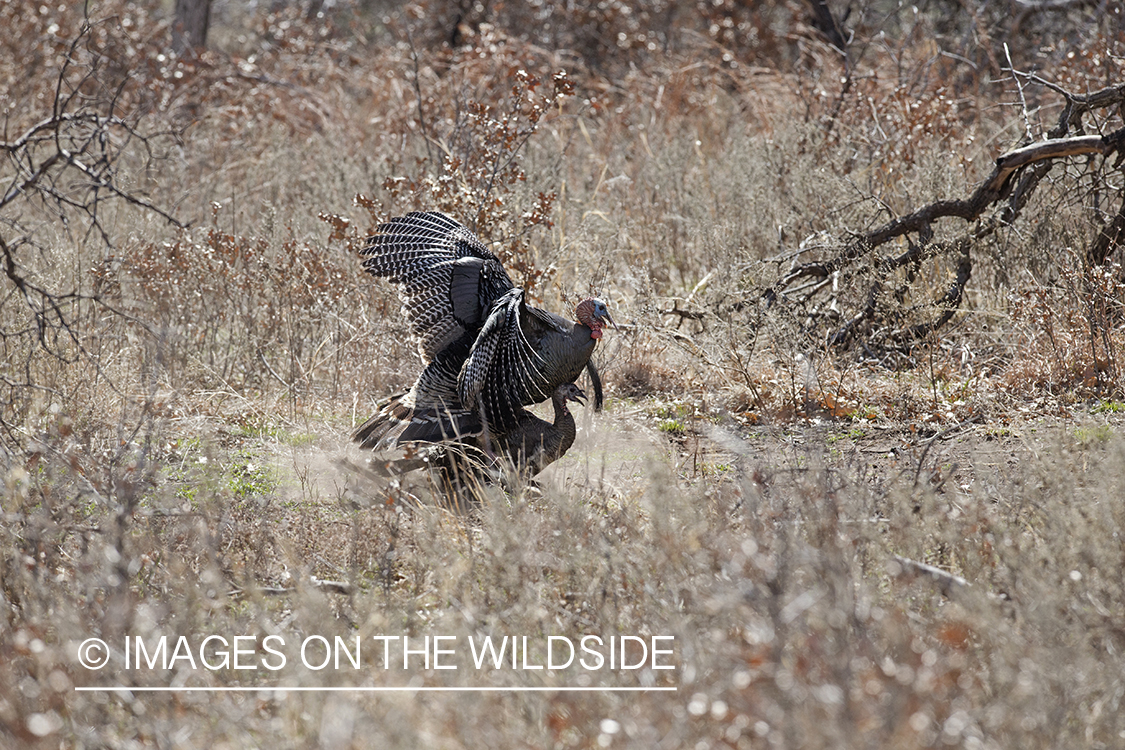 Eastern Wild Turkeys breeding in habitat.