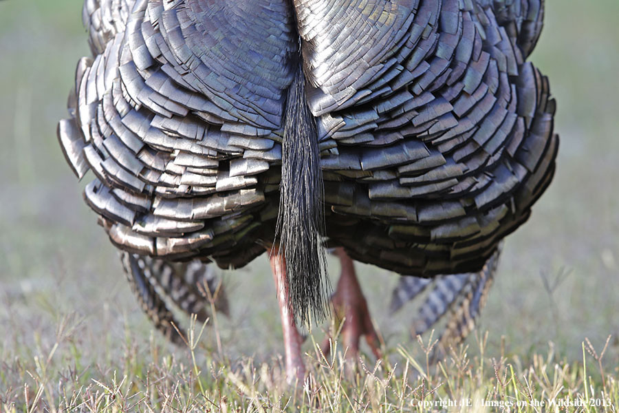 Rio Grande Turkey beard.