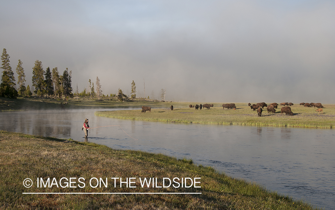 Flyfishing on Firehole River, Yellowstone National Park.