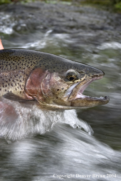 Close-up of Rainbow trout being released.