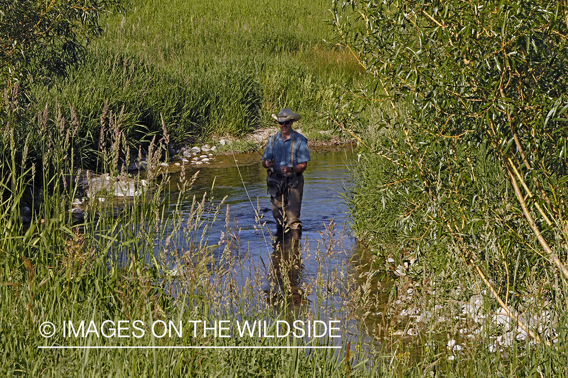 Flyfisherman flyfishing small stream in Montana.