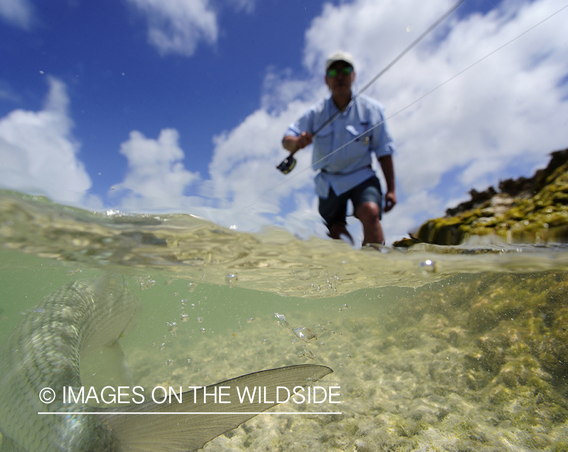 Flyfisherman fighting with bonefish.