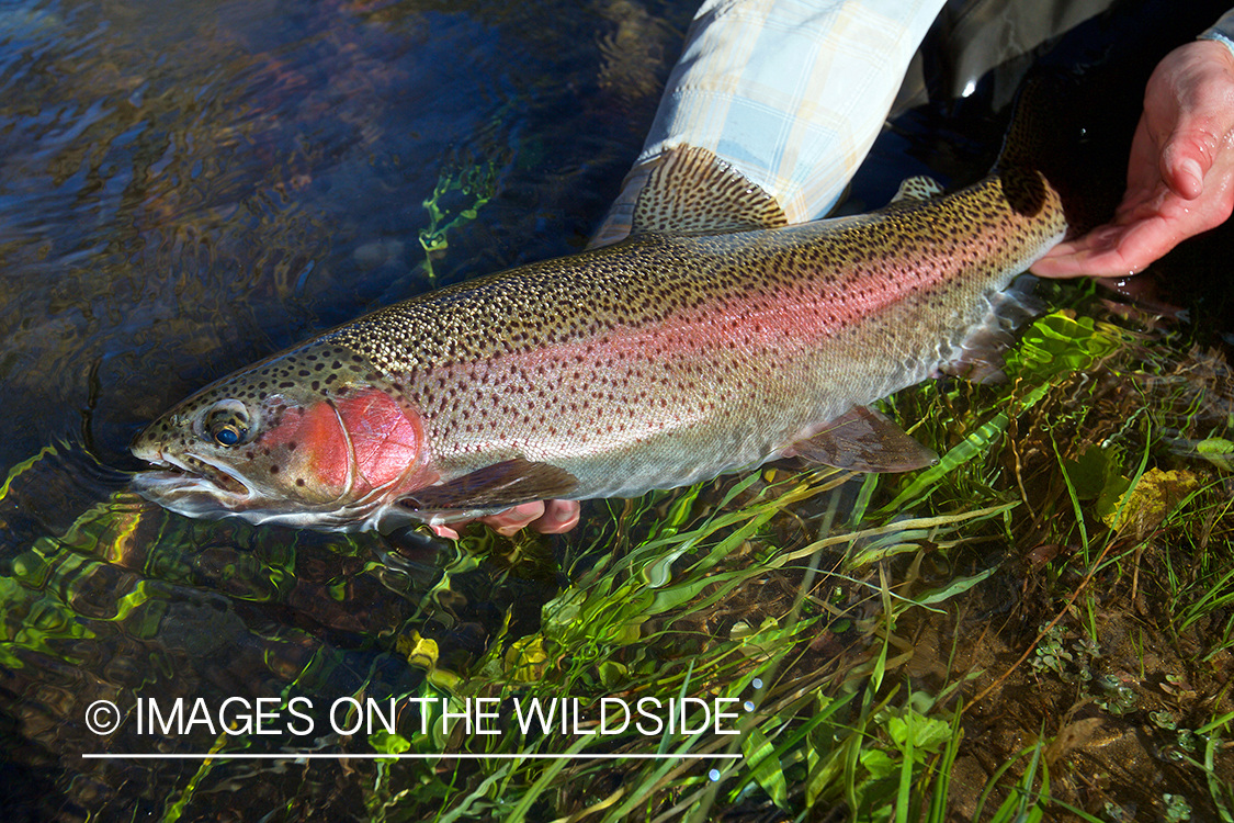 Flyfisherman releasing rainbow trout.