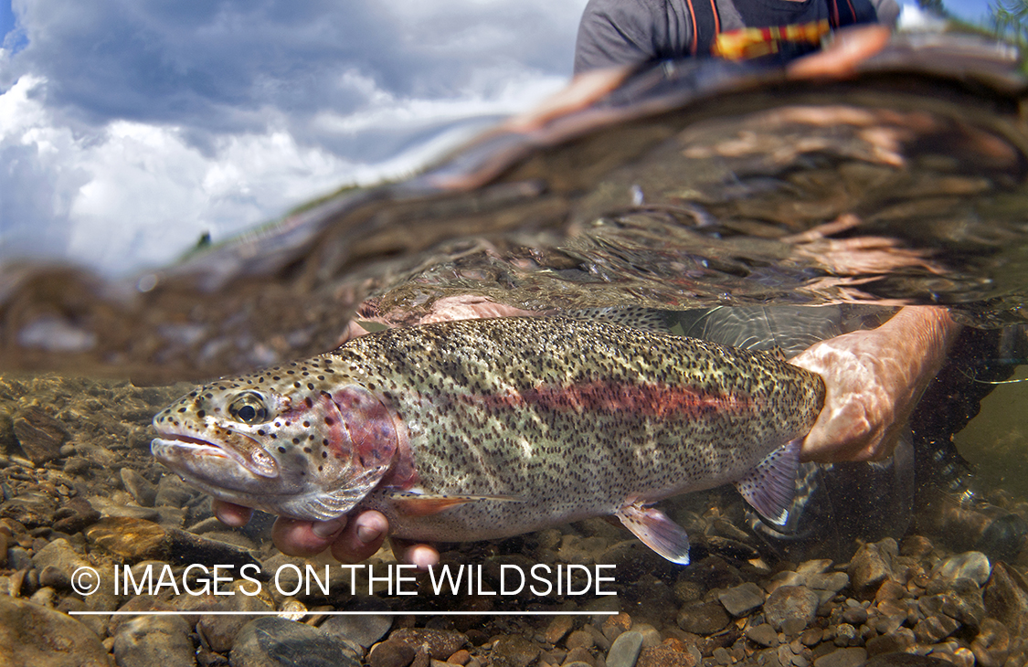 Fisherman releasing Leopard Rainbow Trout. 