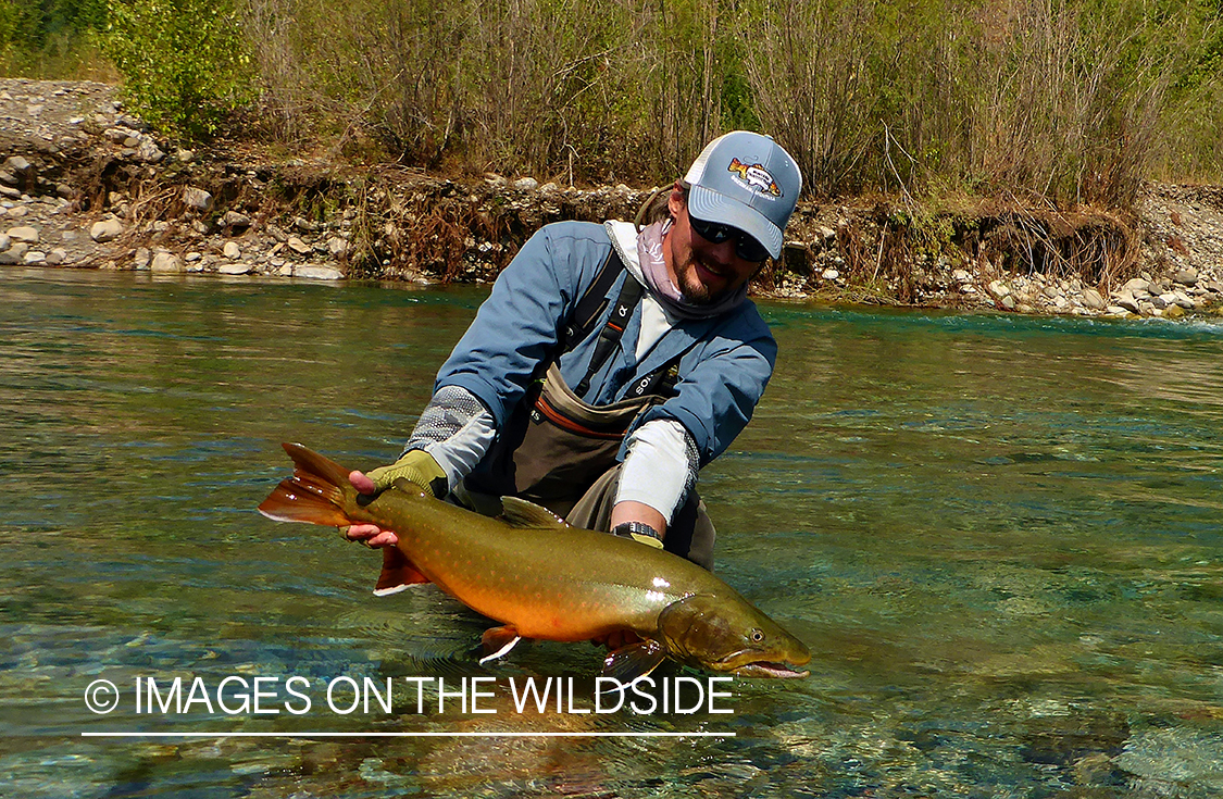 Flyfisherman releasing bull trout.