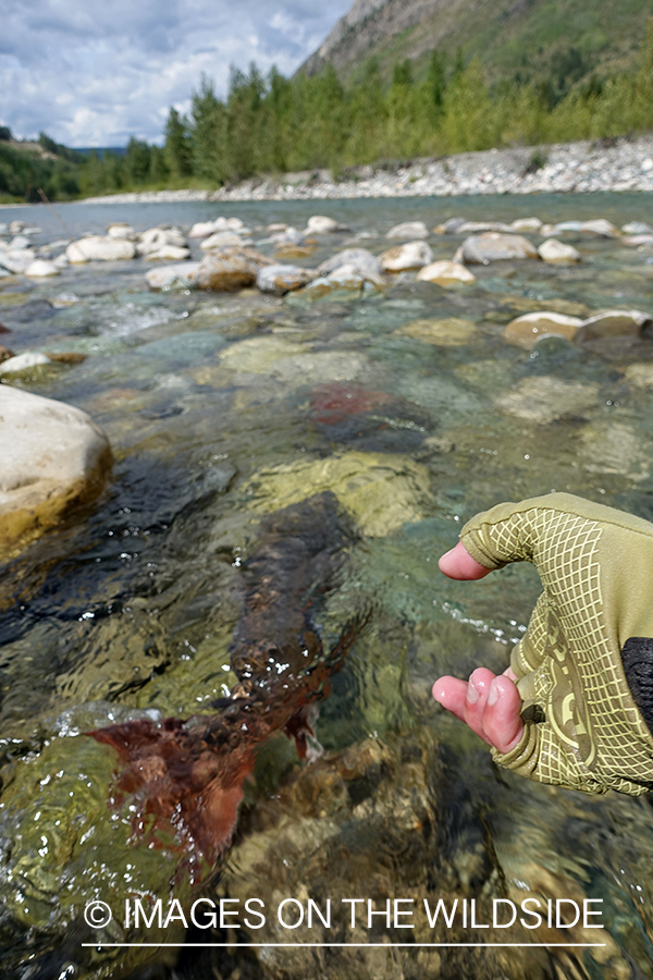 Flyfisherman releasing bull trout.