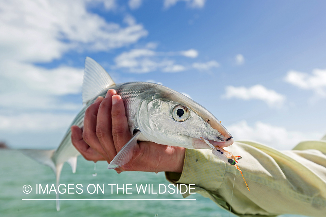 Flyfisherman releasing Bonefish.