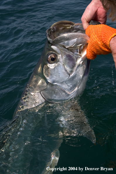 Flyfisherman releasing tarpon 