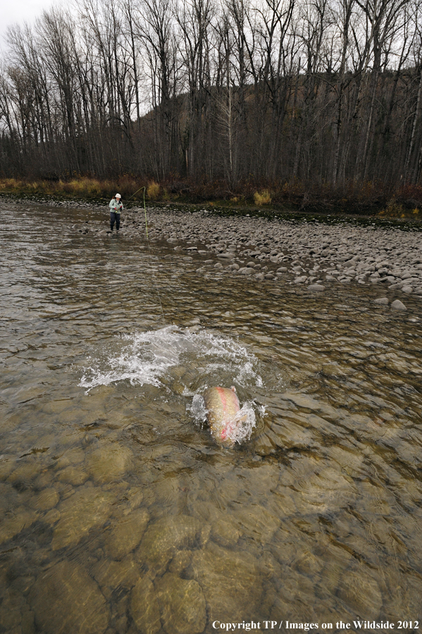 Flyfisherwoman with hooked Steelhead. 