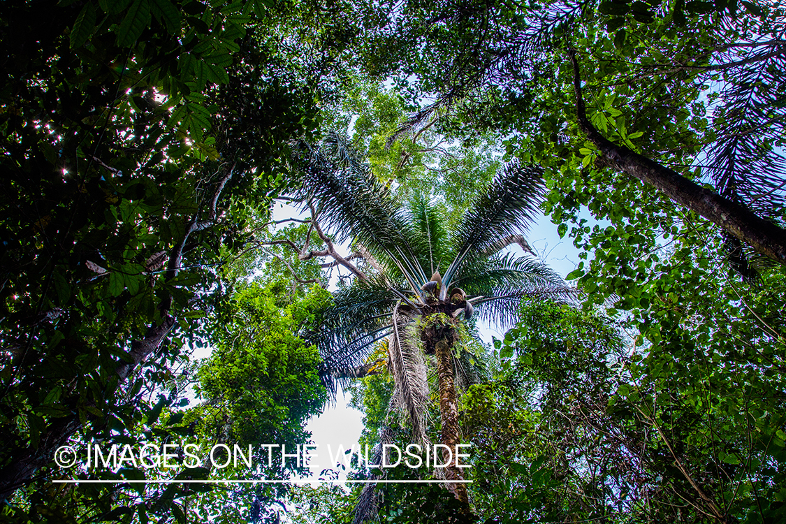 Amazon rainforest canopy in Kendjam region, Brazil