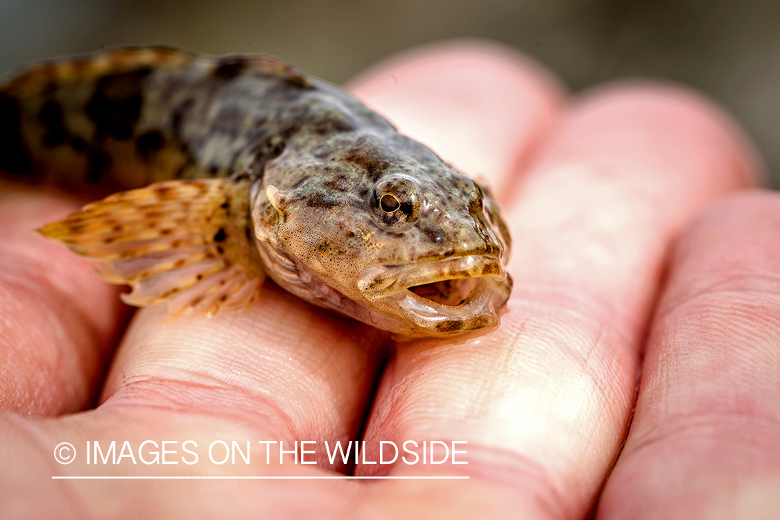 Sculpin on fisherman's hand.