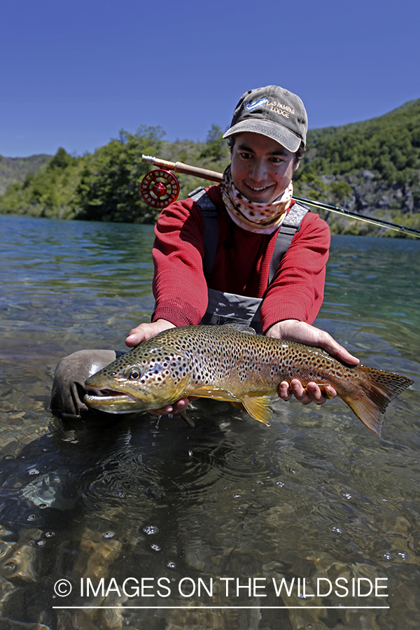 Flyfisherman releasing brown trout.