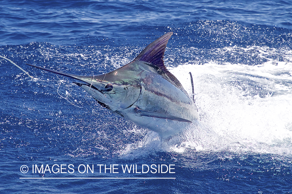 Marlin (blue) jumping.