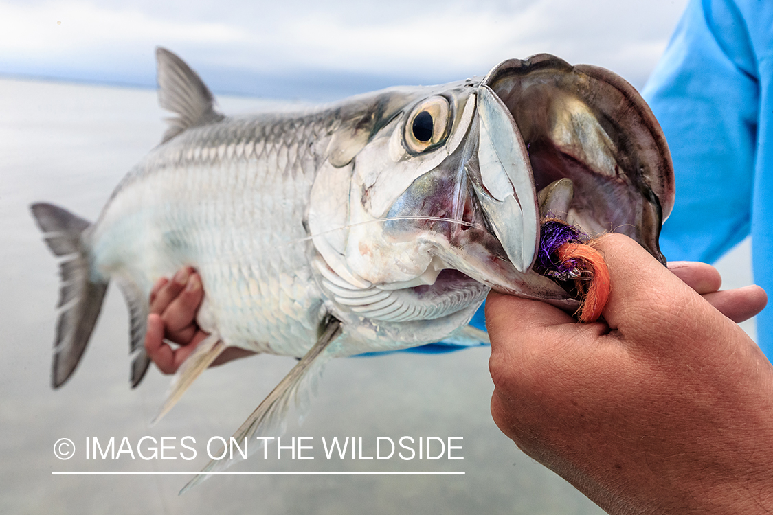 Flyfisherman releasing baby tarpon.