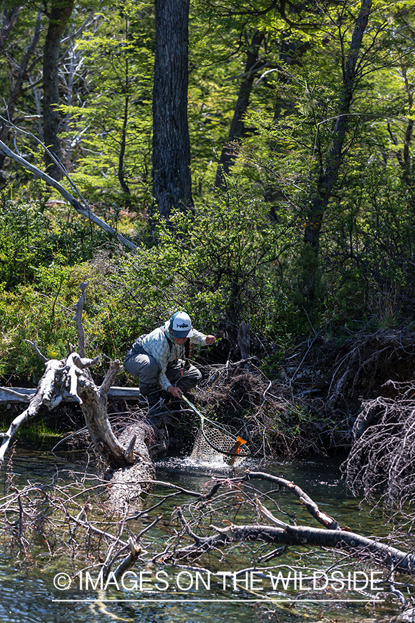 Woman fly fishing guide(Marcela Appelhanz) on stream.