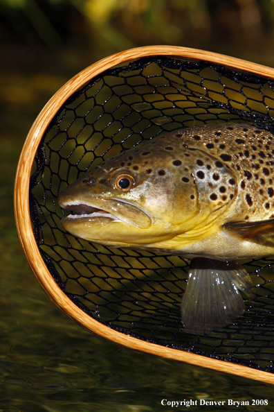 Brown Trout in habitat