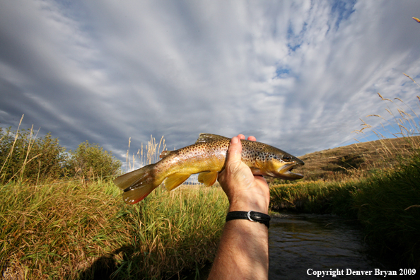 Flyfisherman with brown trout