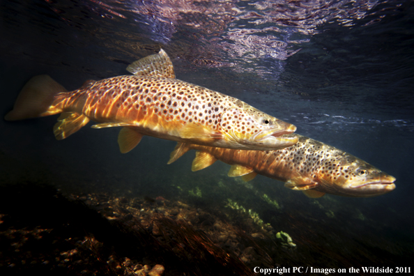 Brown trout, Beaverhead River, MT. 