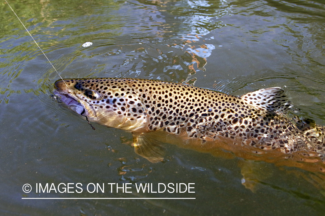 Brown trout on the line.