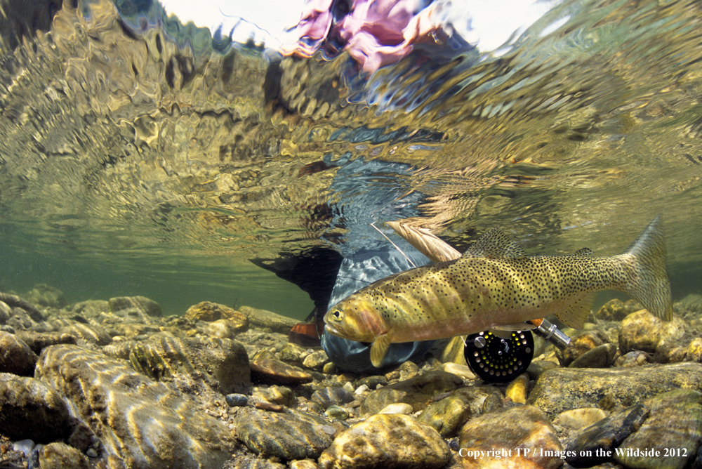 Fly Fisherman with cutthroat trout.