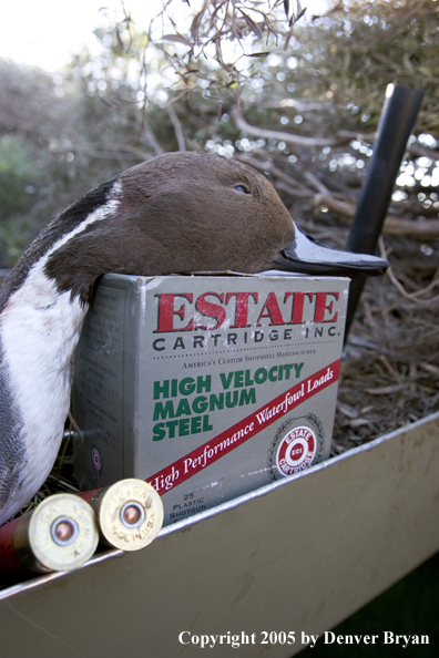 Close-up of bagged duck and box of shells in blind.