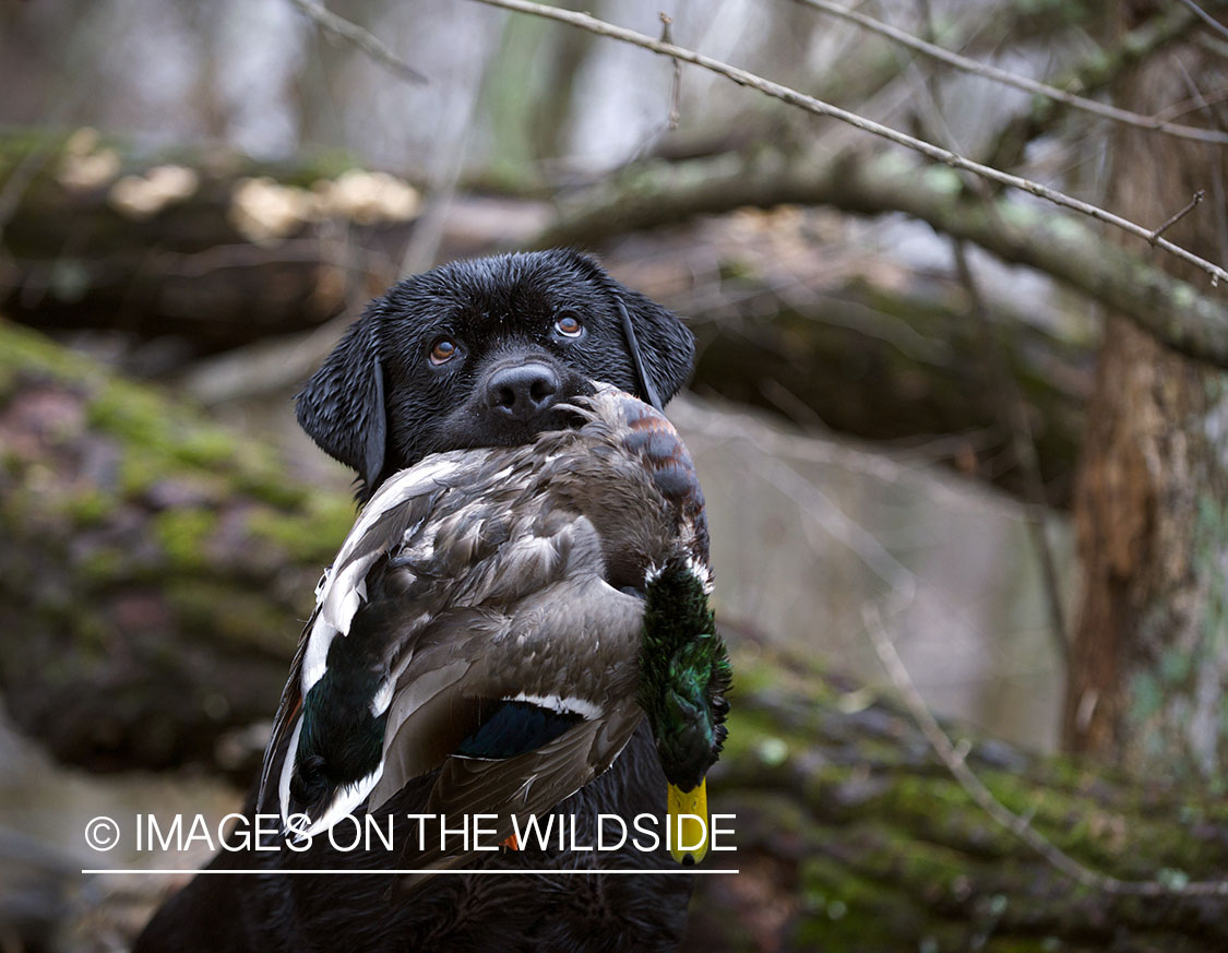 Black lab retrieving downed mallard.