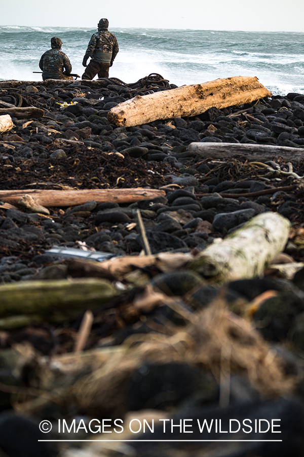 King Eider and Long-tailed duck hunting in Alaska, hunters on shoreline.