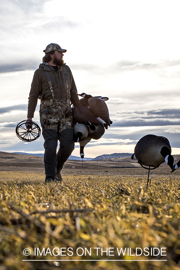 Hunter setting up Canada geese decoys.