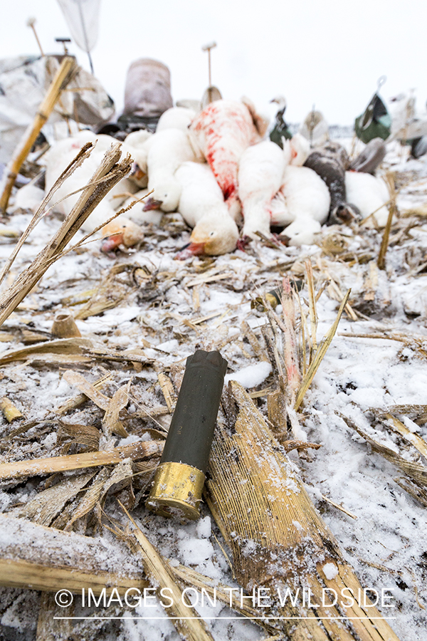 Hunters in field with bagged geese.