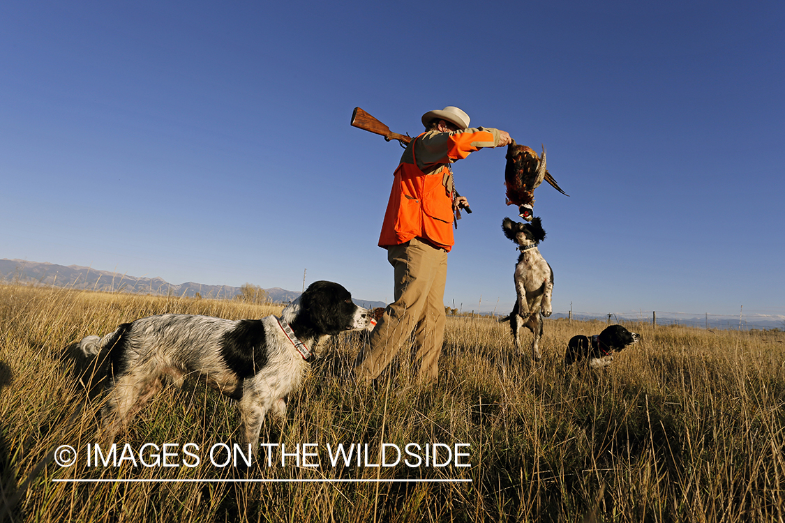 Upland game bird hunter in field with bagged pheasant and springer spaniels.