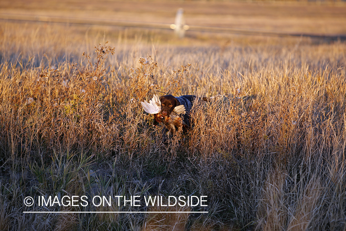 Griffon Pointer retrieving downed pheasant.